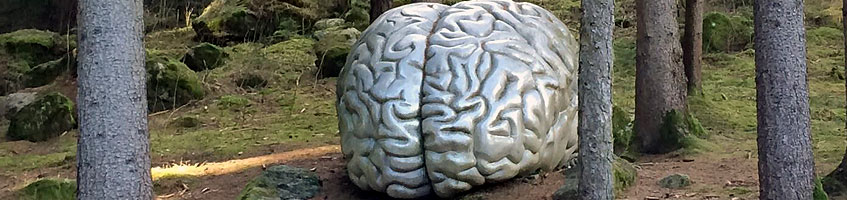 Ein großes, nachgebautes Gehirn liegt mitten im Wald auf dem Boden.
